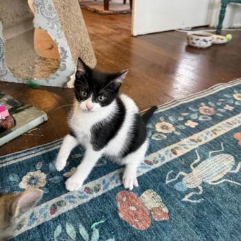 Opal -  Domestic Short Hair Cat for Adoption in Houston, Texas - Opal | PetCurious
