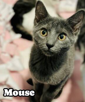 Rescue Domestic Short Hair Cats for Adoption in Mansfield, Texas - Mouse | PetCurious