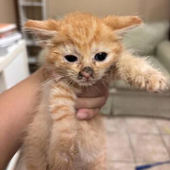 Rowan -  Domestic Short Hair Cat for Adoption in New York, New York - Rowan | PetCurious