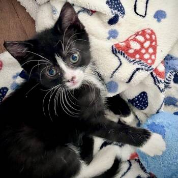 Starlight* -  Domestic Short Hair Cat for Adoption in San Gabriel, California - Starlight* | PetCurious