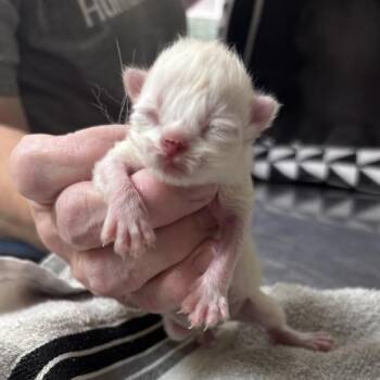 Goodie -  Domestic Short Hair Cat for Adoption in Asheville, North Carolina - Goodie | PetCurious