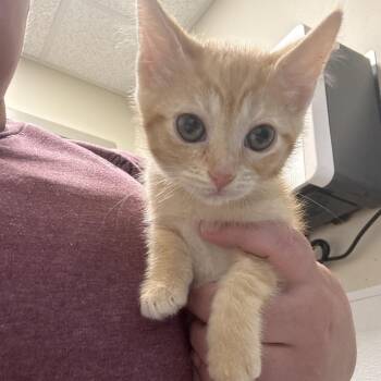 Highlighter -  Domestic Short Hair Cat for Adoption in Tulsa, Oklahoma - Highlighter | PetCurious
