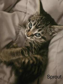 Rescue Domestic Short Hair Cats for Adoption in Port Washington, Wisconsin - Sprout | PetCurious