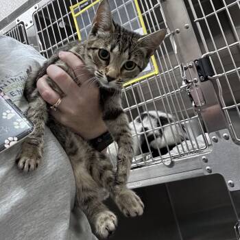 Velvet -  Domestic Short Hair Cat for Adoption in Morganton, North Carolina - Velvet | PetCurious