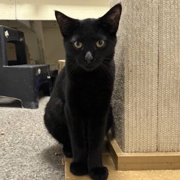 Rescue Domestic Short Hair Cats for Adoption in Blue Ridge, Georgia - Fuzzy | PetCurious