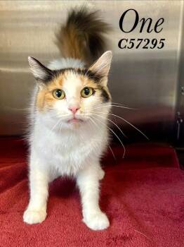 One -  Domestic Medium Hair Cat for Adoption in Clarksville, Tennessee - One | PetCurious