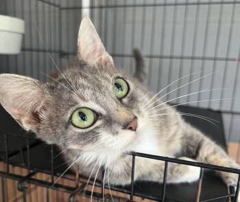 Tessa -  Domestic Short Hair and Tabby Cat for Adoption in Hammond, Louisiana - Tessa | PetCurious