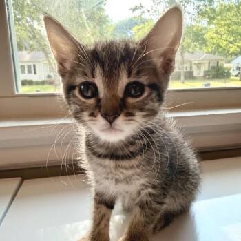 Domestic Short Hair Cats Available for Adoption in Brownsboro, Alabama - Tweet | PetCurious