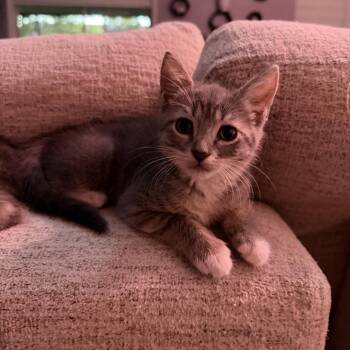 Pierogi -  Domestic Short Hair Cat for Adoption in Hollister, Florida - Pierogi | PetCurious