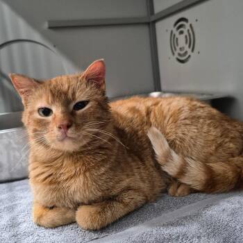 Domestic Short Hair Cats Available for Adoption in Bismarck, North Dakota - Harley | PetCurious