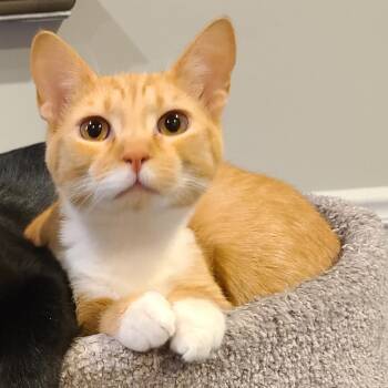 Cheddar Puff -  Domestic Short Hair Cat for Adoption in Reisterstown, Maryland - Cheddar Puff | PetCurious