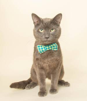 Domestic Short Hair Cats Available for Adoption in Wyandotte, Michigan - SAM | PetCurious