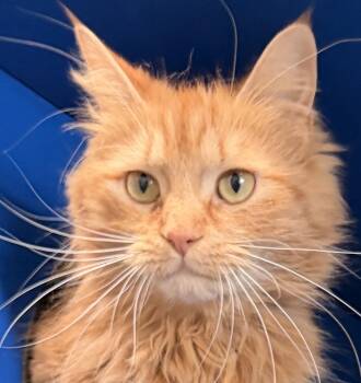 Domestic Medium Hair Cats Available for Adoption in Sault Ste. Marie, Michigan - Brie | PetCurious