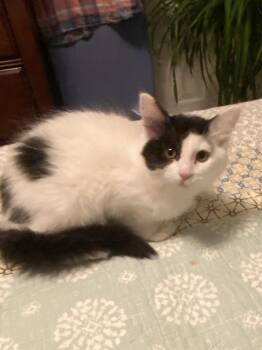 Rescue Domestic Medium Hair Cats for Adoption in Greenwood, Indiana - Dottie | PetCurious