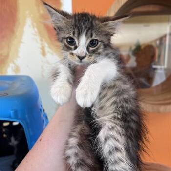 Phoenix -  Domestic Short Hair Cat for Adoption in Bentonville, Arkansas - Phoenix | PetCurious