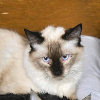 Siamese Cats Available for Adoption - Sandy | PetCurious