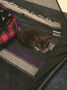 Blackberry/ barn cat -  Domestic Medium Hair Cat for Adoption in Battle Ground, Washington - Blackberry/ Barn Cat | PetCurious