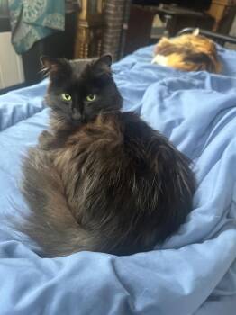 Fish -  Domestic Long Hair Cat for Adoption in Brookings, Oregon - Fish | PetCurious