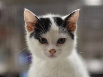 Tansy -  Domestic Short Hair Cat for Adoption in Portland, Oregon - Tansy | PetCurious