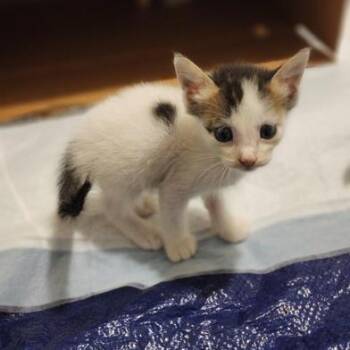 Rescue Domestic Short Hair Cats for Adoption in Liverpool, Texas - Oliver | PetCurious