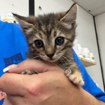 Domestic Short Hair Cats Available for Adoption in Lake Jackson, Texas - Doe | PetCurious