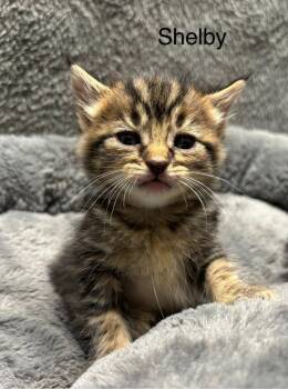 Rescue Domestic Short Hair Cats for Adoption in Wabash, Indiana - Shelby | PetCurious