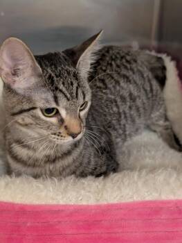 Mantequilla -  Domestic Short Hair Cat for Adoption in Tucson, Arizona - Mantequilla | PetCurious