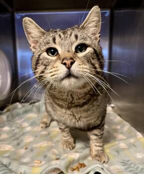 Domestic Short Hair Cats Available for Adoption - Arnold | PetCurious