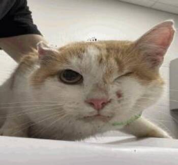 Down Under -  Domestic Short Hair Cat for Adoption in Cincinnati, Ohio - Down Under | PetCurious
