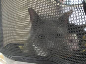 Rescue Domestic Short Hair Cats for Adoption in Ocala, Florida - SCOTTIE | PetCurious