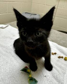 Kaleb -  Domestic Short Hair Cat for Adoption in Westland, Michigan - Kaleb | PetCurious