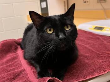 ALLIE -  Domestic Short Hair Cat for Adoption in Colorado Springs, Colorado - ALLIE | PetCurious