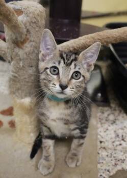 Brick 64537 -  Domestic Short Hair Cat for Adoption in Aiken, South Carolina - Brick 64537 | PetCurious
