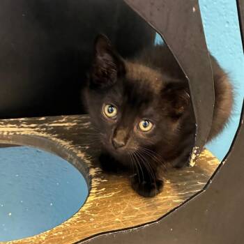 Team Member -  Domestic Short Hair Cat for Adoption in Carencro, Louisiana - Team Member | PetCurious