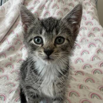 Ketchup -  Domestic Short Hair Cat for Adoption in Allentown, Pennsylvania - Ketchup | PetCurious