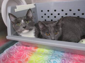 BLUE -  Domestic Short Hair Cat Available for Adoption in Springfield, Massachusetts - BLUE | PetCurious