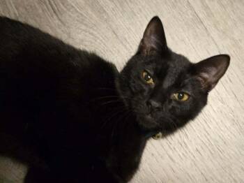 Domestic Short Hair Cats Available for Adoption - Welmer | PetCurious