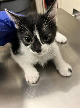MICHELANGELO -  Domestic Short Hair Cat for Adoption in Long Beach, California - MICHELANGELO | PetCurious