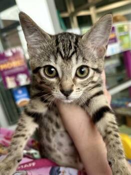 Miss Bitters -  Domestic Short Hair Cat for Adoption in Wichita, Kansas - Miss Bitters | PetCurious