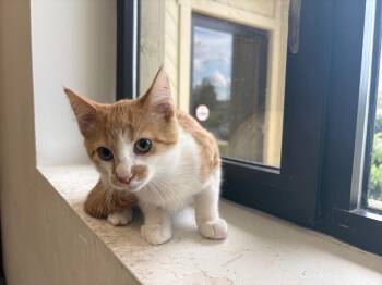 Marty -  Domestic Short Hair Cat for Adoption in Findlay, Ohio - Marty | PetCurious