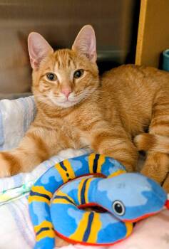 Timothy Pumpkin -  Domestic Short Hair Cat for Adoption in Morganton, North Carolina - Timothy Pumpkin | PetCurious