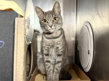Rescue Domestic Short Hair Cats for Adoption in New York, New York - Silverbell | PetCurious