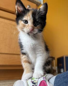 Domestic Medium Hair Cats Available for Adoption in Bardstown, Kentucky - Jasmine | PetCurious