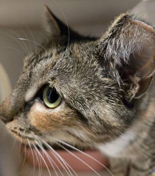 Sheila -  Domestic Short Hair Cat for Adoption in Windsor, Connecticut - Sheila | PetCurious
