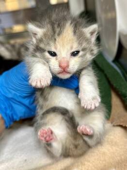 Domestic Short Hair Cats Available for Adoption in Wichita, Kansas - Baby | PetCurious