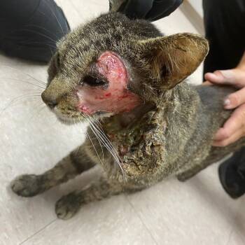 Harvey -  Domestic Short Hair Cat for Adoption in Jupiter, Florida - Harvey | PetCurious