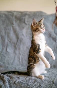 Jasper -  Domestic Short Hair Cat for Adoption in San Jose, California - Jasper | PetCurious