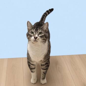 Zoe -  Domestic Short Hair Cat for Adoption in Pilot Point, Texas - Zoe | PetCurious
