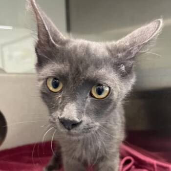 Junkrat -  Domestic Medium Hair Cat for Adoption in Reno, Nevada - Junkrat | PetCurious