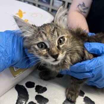 Dinky -  Domestic Medium Hair Cat for Adoption in Mt. Juliet, Tennessee - Dinky | PetCurious
